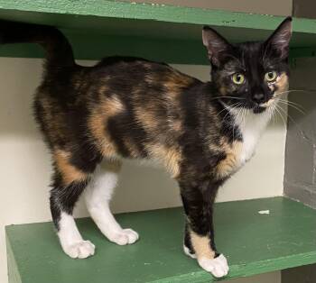 Tempe (absolute angel) -  Calico Cat for Adoption in Los Angeles, California - Tempe (absolute Angel) | PetCurious