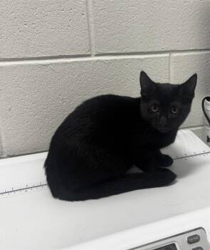 ALI -  Domestic Short Hair Cat for Adoption - ALI | PetCurious