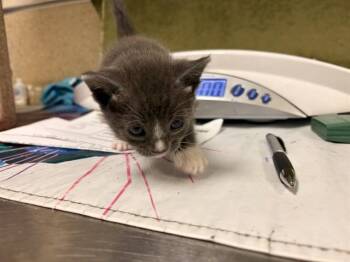 Domestic Short Hair Cats Available for Adoption in Riverside, California - BEAUTY | PetCurious
