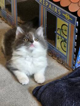 Forest -  Domestic Medium Hair Cat for Adoption - Forest | PetCurious