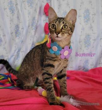Rescue Domestic Short Hair Cats for Adoption in Franklin, Massachusetts - Summer | PetCurious