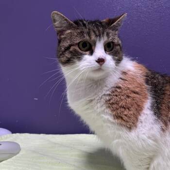 Domestic Short Hair Cats Available for Adoption - Maxine | PetCurious