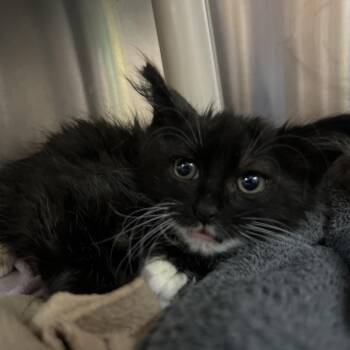 Zebra Cake -  Domestic Medium Hair Cat for Adoption in Pasadena, California - Zebra Cake | PetCurious