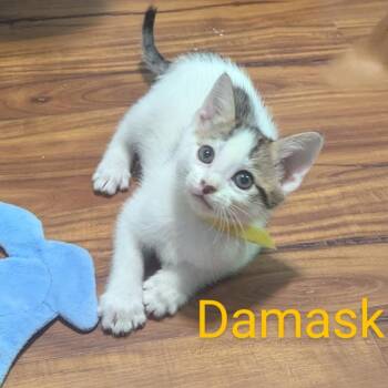 Domestic Short Hair and Turkish Van Cats Available for Adoption - Damask | PetCurious