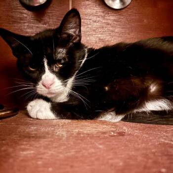 Mama Peyton -  Domestic Short Hair Cat for Adoption in Mt. Juliet, Tennessee - Mama Peyton | PetCurious