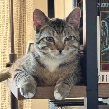 Domestic Short Hair Cats Available for Adoption in Atlanta, Georgia - Pinto | PetCurious