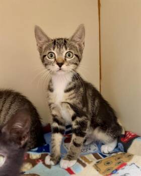 KIT KAT -  Domestic Short Hair Cat for Adoption in Brewster, Massachusetts - KIT KAT | PetCurious