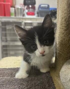 Stormcloud -  Domestic Short Hair Cat for Adoption in Los Angeles, California - Stormcloud | PetCurious