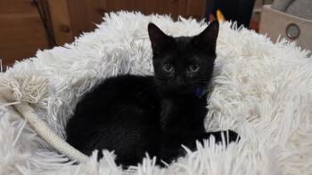 Berlioz -  Domestic Short Hair Cat for Adoption in Rockville, Maryland - Berlioz | PetCurious