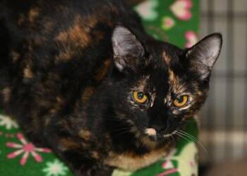 Rescue Domestic Short Hair Cats for Adoption in Baton Rouge, Louisiana - Woodchip | PetCurious