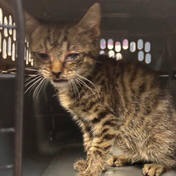 Cardboard -  Domestic Short Hair Cat for Adoption in Newark, New Jersey - Cardboard | PetCurious