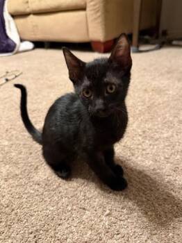 Orion -  Domestic Short Hair Cat for Adoption in Fort Collins, Colorado - Orion | PetCurious