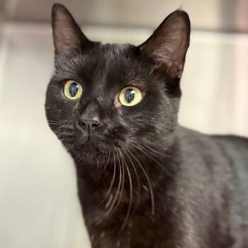 Domestic Short Hair Cats Available for Adoption in Cumming, Georgia - Kingston (Rinky Dink) | PetCurious