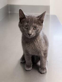 Pickles -  Domestic Short Hair Cat for Adoption in Orland Hills, Illinois - Pickles | PetCurious