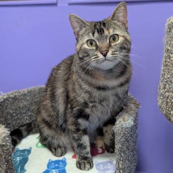 Rescue Domestic Short Hair Cats for Adoption - Sue | PetCurious