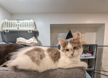 Seren -  Tabby Cat for Adoption in Hamilton, Ontario - Seren | PetCurious