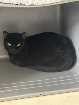 Domestic Short Hair Cats Available for Adoption in Kalamazoo, Michigan - Ivy | PetCurious