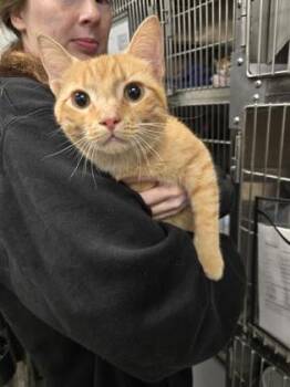 Buggy Boy -  Domestic Short Hair Cat for Adoption in West Chester, Pennsylvania - Buggy Boy | PetCurious