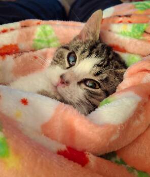 Domestic Short Hair Cats Available for Adoption - Sprinklesworth | PetCurious