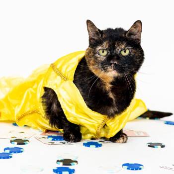 Rescue Domestic Short Hair Cats for Adoption - Hazel | PetCurious