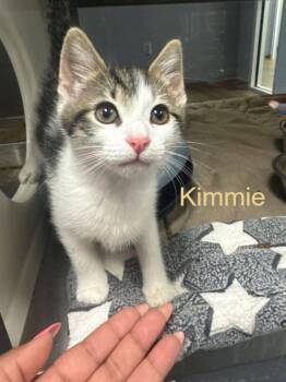 Domestic Short Hair Cats Available for Adoption in Hilton Head Island, South Carolina - Kimmie | PetCurious