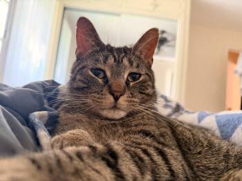 Arlo -  Domestic Short Hair Cat for Adoption in Minneapolis, Minnesota - Arlo | PetCurious