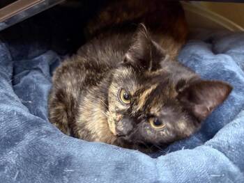 Domestic Medium Hair and Domestic Short Hair Cats Available for Adoption - Linguine 