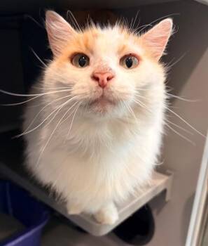QUINN -  Domestic Short Hair Cat for Adoption in Leesburg, Virginia - QUINN | PetCurious
