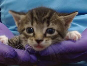 Domestic Short Hair Cats Available for Adoption in Doral, Florida - CHANEL | PetCurious