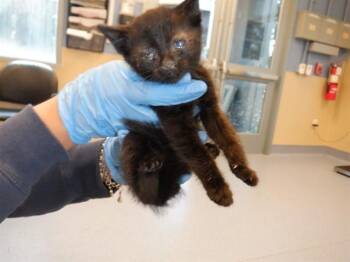 RODGER -  Domestic Short Hair Cat for Adoption in San Jose, California - RODGER | PetCurious