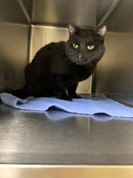 Domestic Short Hair Cats Available for Adoption in Coupeville, Washington - Beanz | PetCurious