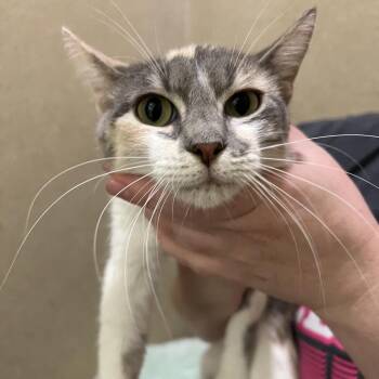 Mewtew -  Domestic Short Hair Cat for Adoption in Pekin, Illinois - Mewtew | PetCurious