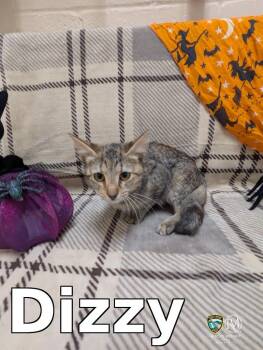 Dizzy -  Domestic Short Hair Cat for Adoption in Rocky Mount, North Carolina - Dizzy | PetCurious