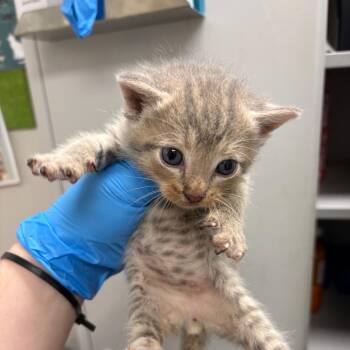 Weewee -  Domestic Short Hair Cat for Adoption in Columbiana, Alabama - Weewee | PetCurious