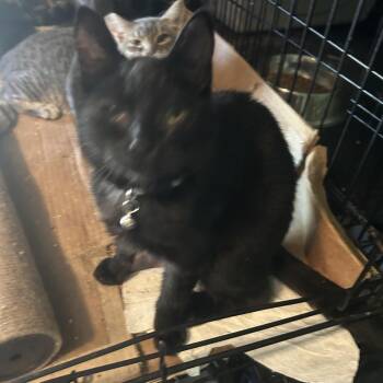 Dark knight -  Domestic Short Hair Cat for Adoption in Veneta, Oregon - Dark Knight | PetCurious