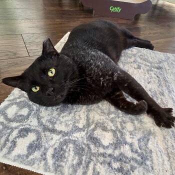 Domestic Short Hair Cats Available for Adoption - Jinx | PetCurious