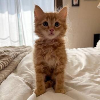 Merry (red) -  Domestic Medium Hair Cat for Adoption in Sunnyvale, California - Merry (red) | PetCurious