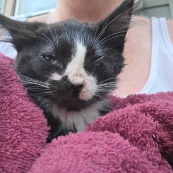Cash -  Domestic Medium Hair Cat for Adoption in Moses Lake, Washington - Cash | PetCurious