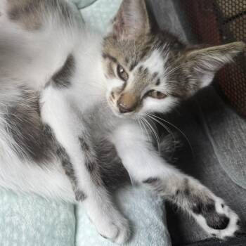 Mike -  Domestic Short Hair Cat Available for Adoption in West Palm Beach, Florida - Mike | PetCurious
