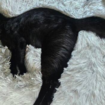 Bellatrix -  Domestic Short Hair Cat for Adoption in Tampa, Florida - Bellatrix | PetCurious