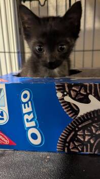 Domestic Short Hair Cats Available for Adoption in Alafaya, Florida - Glys | PetCurious