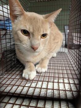 SCHOREDER -  Domestic Short Hair Cat for Adoption in Jacksonville, Florida - SCHOREDER | PetCurious