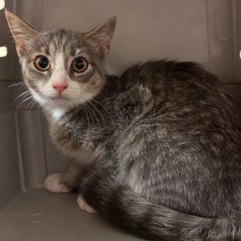Dior -  Domestic Short Hair Cat for Adoption in Lynchburg, Virginia - Dior | PetCurious