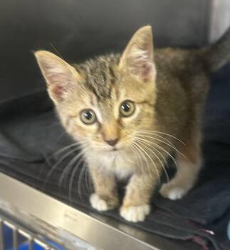 Rescue Domestic Short Hair Cats for Adoption in Vicksburg, Mississippi - Mushi | PetCurious