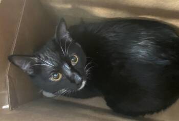 Domestic Short Hair Cats Available for Adoption in Dallas, Texas - MAXWELL | PetCurious