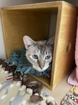 Brigid -  Domestic Short Hair Cat for Adoption in Bellevue, Washington - Brigid | PetCurious