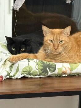 Pappy -  Domestic Short Hair Cat Available for Adoption in Elmwood, Louisiana - Pappy | PetCurious