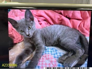 ZIMBA -  Domestic Short Hair Cat for Adoption in West Palm Beach, Florida - ZIMBA | PetCurious