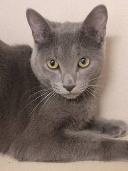 Rescue Domestic Short Hair Cats for Adoption in Fort Collins, Colorado - Nils | PetCurious