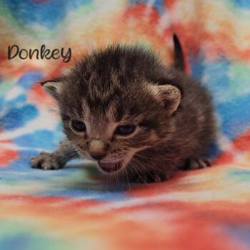 Donkey -  Domestic Short Hair Cat for Adoption in Parkersburg, West Virginia - Donkey | PetCurious
